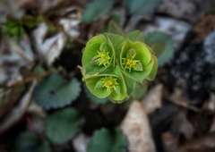 Euphorbia commutata
