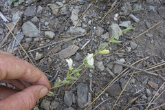 Scutellaria californica