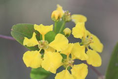 Stigmaphyllon emarginatum