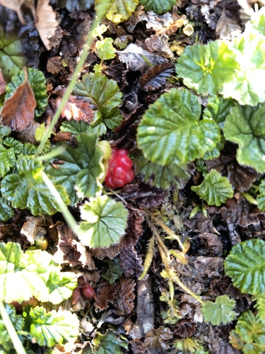 Falkland Strawberry (Rubus geoides)