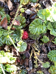 Rubus geoides, photograph (c) Pablo, some rights reserved (CC BY)