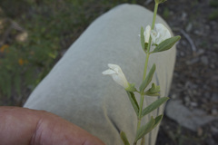 Scutellaria californica