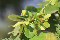 Stigmaphyllon emarginatum