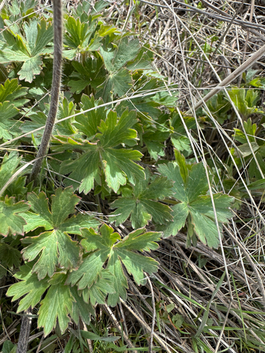 Sticky Purple Geranium (Geranium viscosissimum)