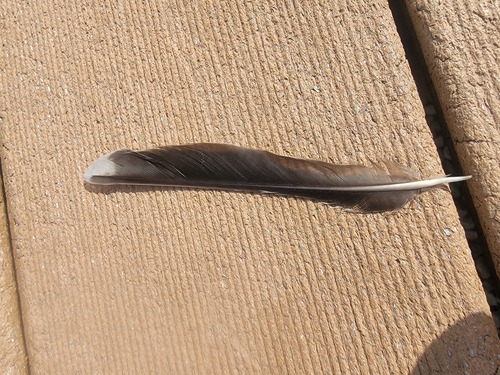 Plume de Merle d'Amérique