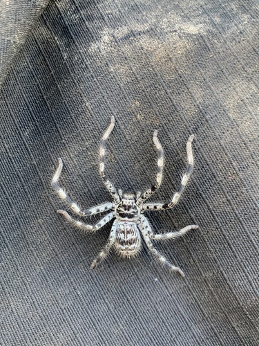 Murray Banded Huntsman Spider