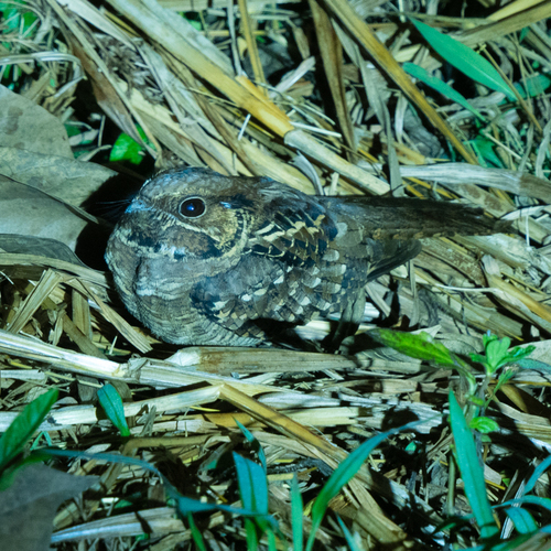 Common Pauraque