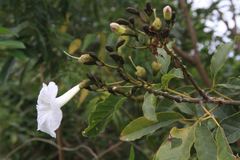 Tabebuia calcicola