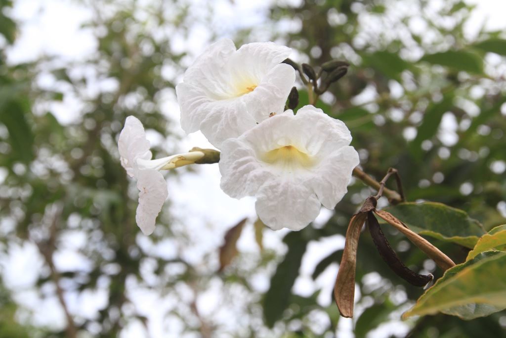 Tabebuia lepidota