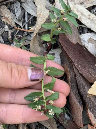 Poison Pratia