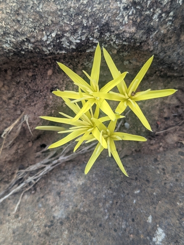 Empodium flexile (Empodium flexile)