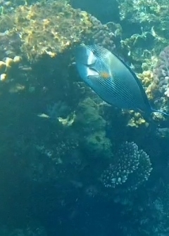 Acanthurus sohal