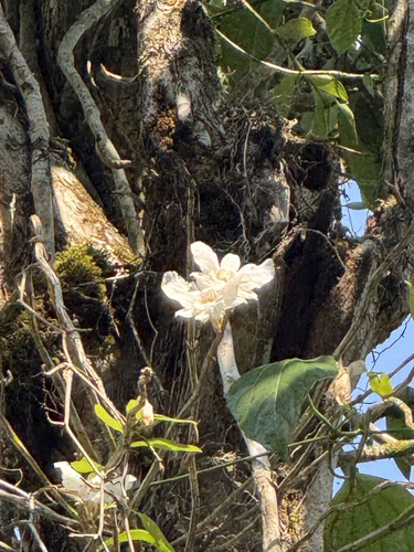 Dendrobium infundibulum, photograph 2