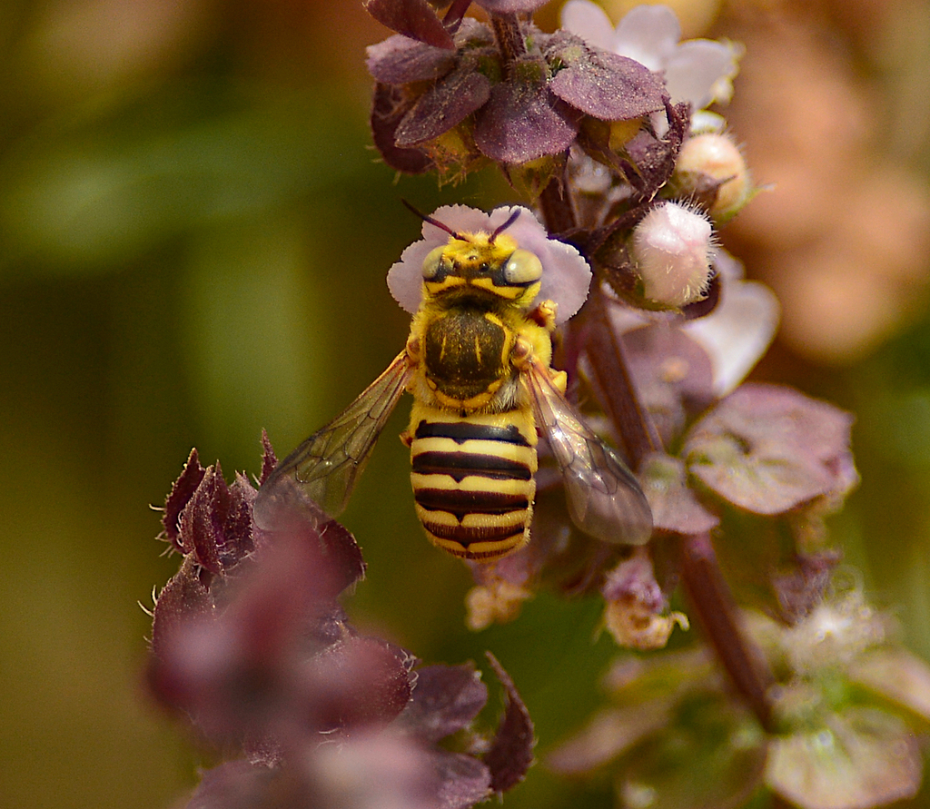 Anthidium tesselatum