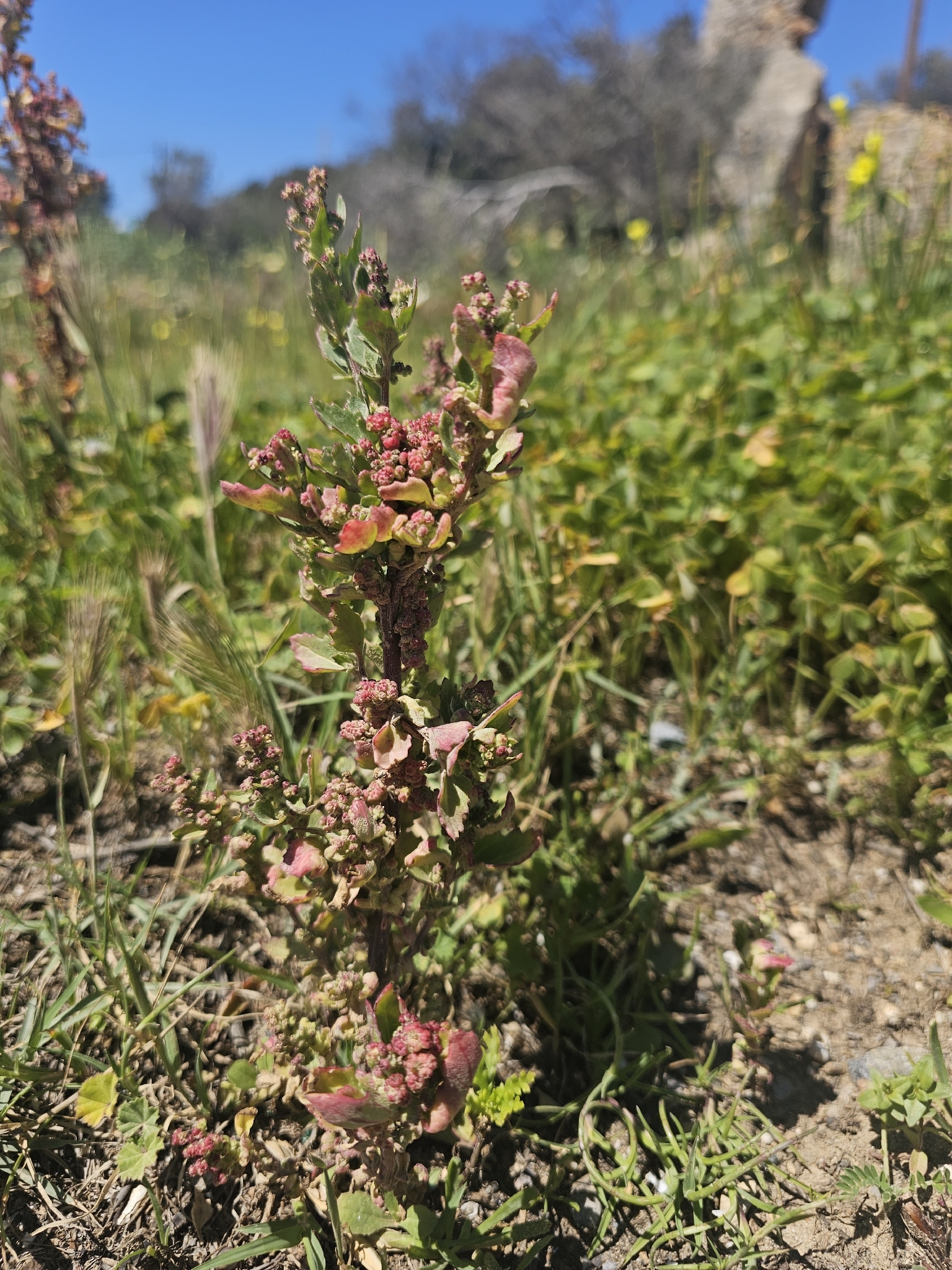 Chenopodiastrum Murale (Chenopodiastrum murale)