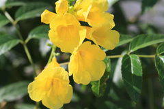 Tecoma stans