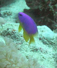 Pomacentrus caeruleus