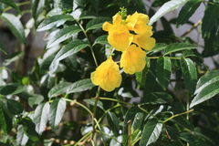 Tecoma stans
