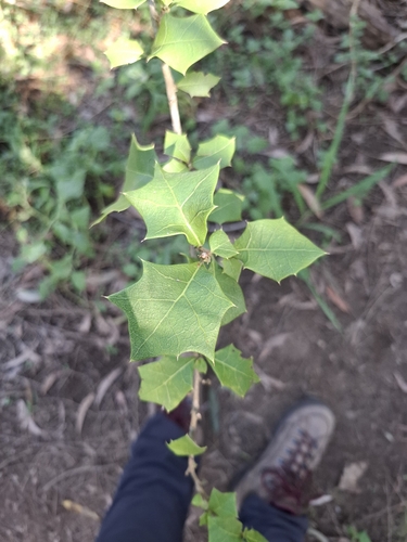 Native Holly (Alchornea ilicifolia)