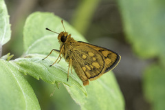 Taractrocera luzonensis