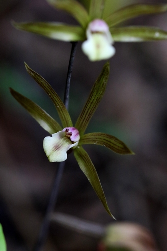 Ania hongkongensis, photograph 6