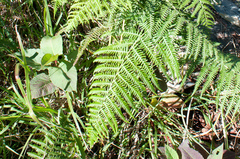 Pteridium revolutum
