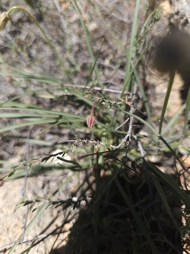 Mediterranean Rockrose (Fumana arabica)