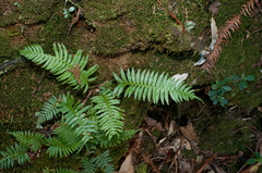 Plagiogyria falcata
