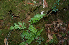 Plagiogyria falcata