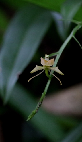 Bhutan Widelip Orchid (Liparis bootanensis)