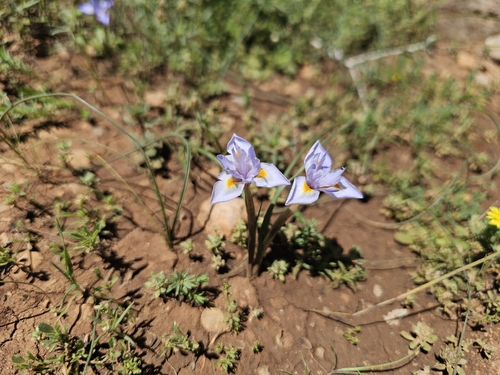 Med Moraea (Moraea mediterranea)