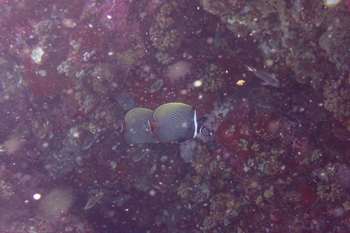 Chaetodon collare