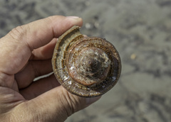 Volegalea cochlidium