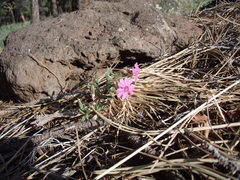 Phlox woodhousei