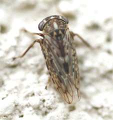 Idiocerus herrichii