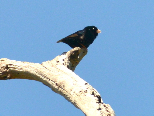 Zambezi Indigobird (Vidua codringtoni), photo 2