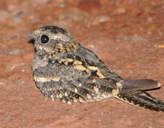 Square-Tailed Nightjar photo 3