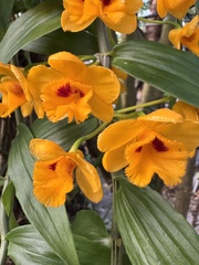 Dendrobium chrysanthum, photograph (c) chrisdt, some rights reserved (CC BY)