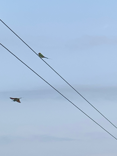 Asian Green Bee-eater
