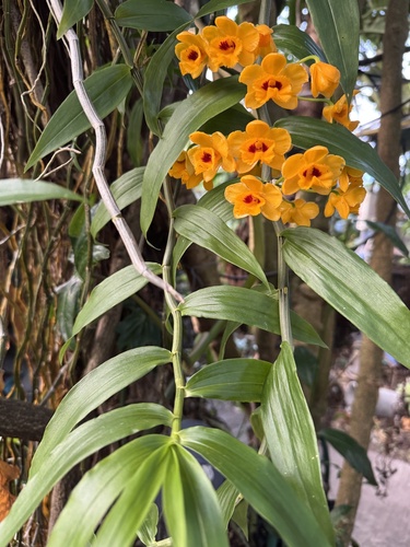 Dendrobium chrysanthum, photograph 2