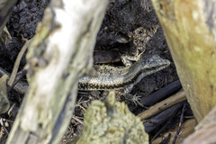 Emoia atrocostata