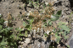 Phacelia egena