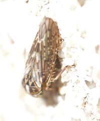 Idiocerus herrichii