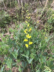 Baptisia sphaerocarpa