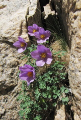 Paraquilegia microphylla