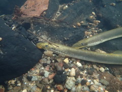 Lampetra planeri