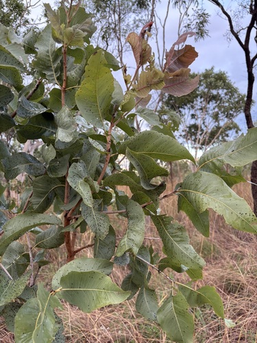 Corymbia grandifolia, 2026-03-25