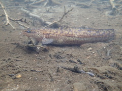 Burbot photo 2