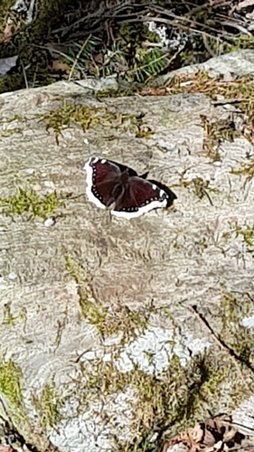 Mourning Cloak