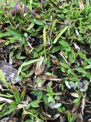 Ophioglossum thermale